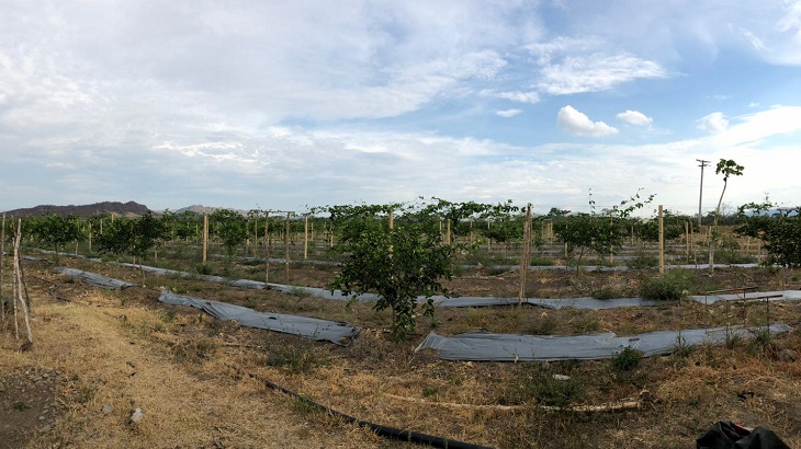 Imagen - proceso de frutas en La Miel